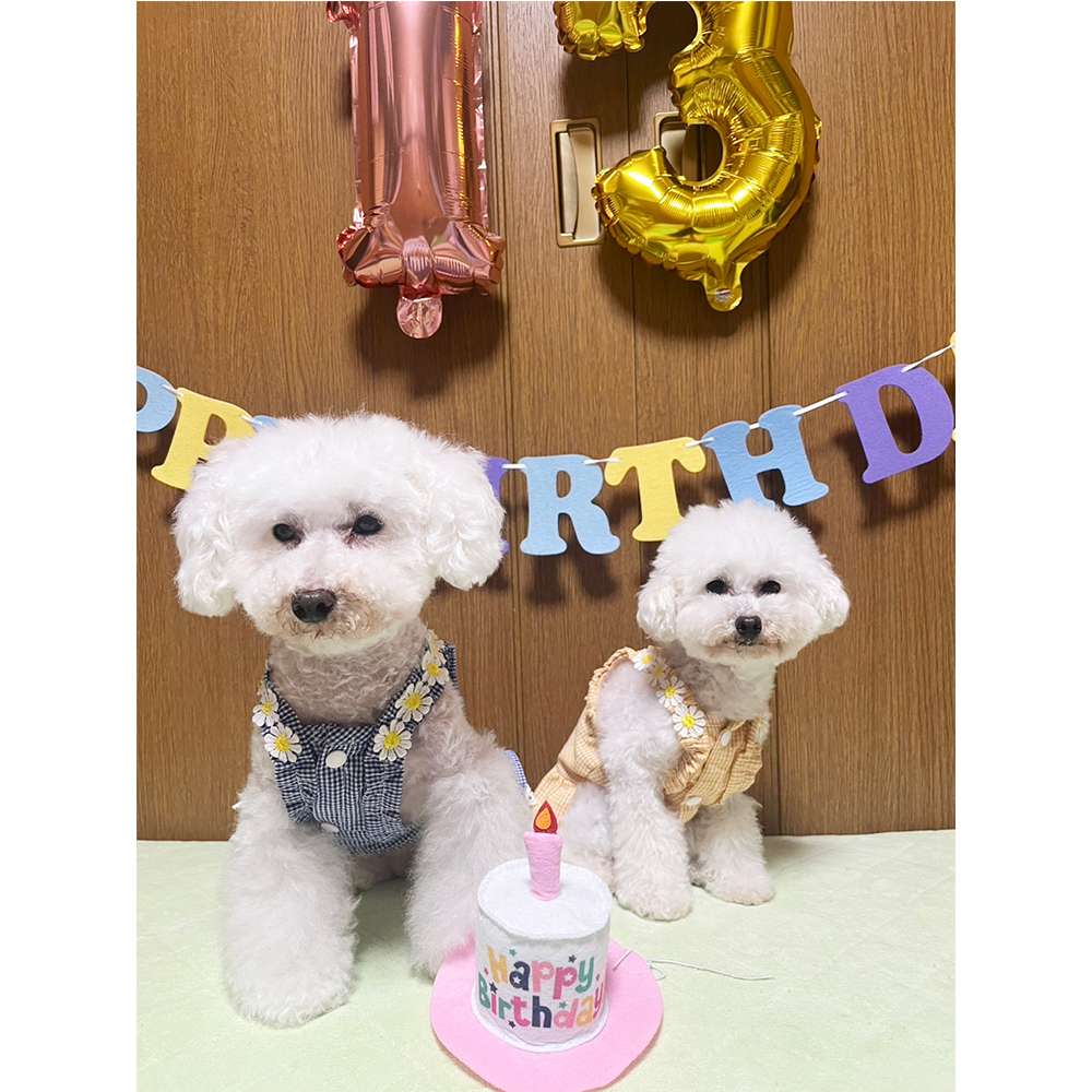 ☆卒業犬とわちゃんのお誕生日☆